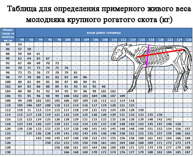 Как в домашних условия взвесить свинью